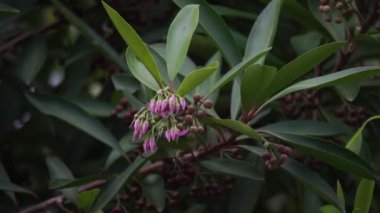 Ardisia eliptika (ayakkabı düğmesi ardisisi, ördek gözü ve mercimek üzümü) doğal bir arka planı vardır. Endonezyalılar buna lempeni der.
