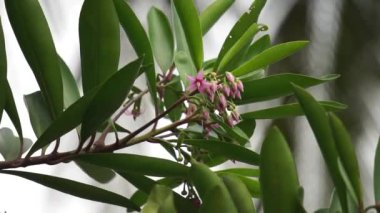 Ardisia eliptika (ayakkabı düğmesi ardisisi, ördek gözü ve mercimek üzümü) doğal bir arka planı vardır. Endonezyalılar buna lempeni der.