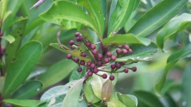 Ardisia eliptika (ayakkabı düğmesi ardisisi, ördek gözü ve mercimek üzümü) doğal bir arka planı vardır. Endonezyalılar buna lempeni der.