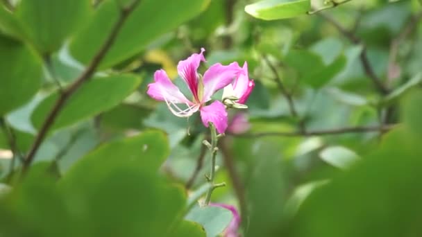 Bauhinia Purpurea Bauhinia Púrpura Árbol Orquídeas Khairwal Karar Flor Medicina — Vídeos de Stock