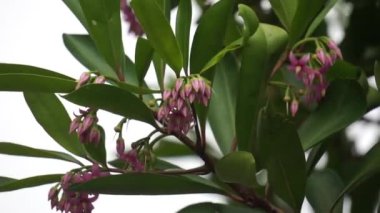 Ardisia eliptika (ayakkabı düğmesi ardisisi, ördek gözü ve mercimek üzümü) doğal bir arka planı vardır. Endonezyalılar buna lempeni der.
