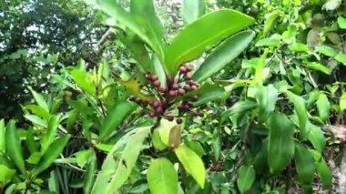 Ardisia eliptika (ayakkabı düğmesi ardisisi, ördek gözü ve mercimek üzümü) doğal bir arka planı vardır. Endonezyalılar buna lempeni der.