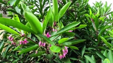 Ardisia eliptika (ayakkabı düğmesi ardisisi, ördek gözü ve mercimek üzümü) doğal bir arka planı vardır. Endonezyalılar buna lempeni der.