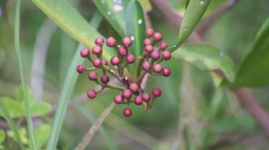 Ardisia eliptika (ayakkabı düğmesi ardisisi, ördek gözü ve mercimek üzümü) doğal bir arka planı vardır. Endonezyalılar buna lempeni der.