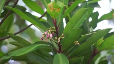 Ardisia eliptika (ayakkabı düğmesi ardisisi, ördek gözü ve mercimek üzümü) doğal bir arka planı vardır. Endonezyalılar buna lempeni der.