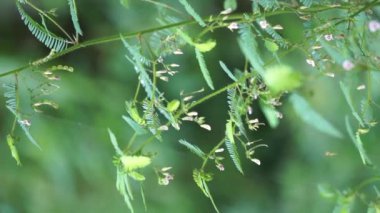 Aeschynomene americana (shyleaf, forage aeschynomene, American joint vetch, dikensiz mimoza). Dokunulduğunda hassas yapraklar katlanır.