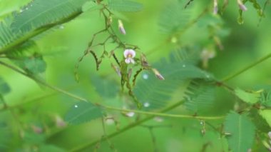 Aeschynomene americana (shyleaf, forage aeschynomene, American joint vetch, dikensiz mimoza). Dokunulduğunda hassas yapraklar katlanır.