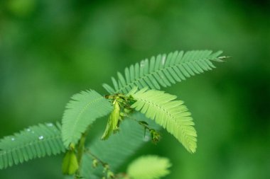 Aeschynomene americana (shyleaf, forage aeschynomene, American joint vetch, dikensiz mimoza). Dokunulduğunda hassas yapraklar katlanır.
