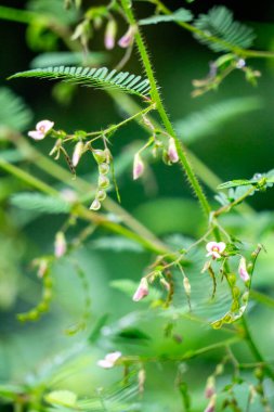 Aeschynomene americana (shyleaf, forage aeschynomene, American joint vetch, dikensiz mimoza). Dokunulduğunda hassas yapraklar katlanır.