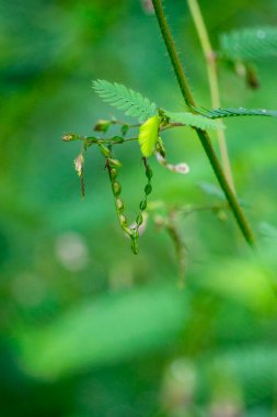 Aeschynomene americana (shyleaf, forage aeschynomene, American joint vetch, dikensiz mimoza). Dokunulduğunda hassas yapraklar katlanır.