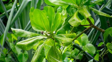 Scaevola taccada (gagabusan, kayu gabus, bunga apart, plaj lahanası, deniz marulu veya plaj naupakası). Bu bitki kıyı erozyonunu ve peyzajı önlemek için kullanılır.