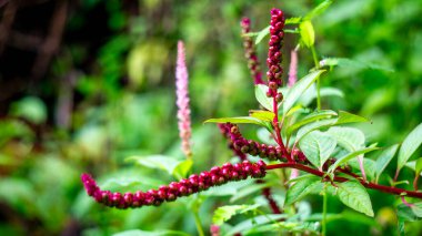 Phytolacca icosandra (düğme pokeweed, tropikal pokeweed, 20 stamen, bayam hutan). Belirtilmemiş tıbbi bozuklukları tedavi etmek için kullanılır. Zehir, ilaç ve yiyecek olarak..