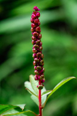 Phytolacca icosandra (button pokeweed, tropical pokeweed, twenty stamens, bayam hutan). It is used to treat unspecified medicinal disorders, as a poison and a medicine and for food. clipart