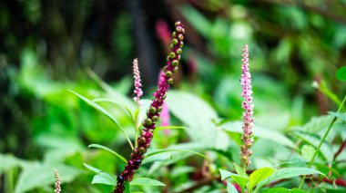 Phytolacca icosandra (düğme pokeweed, tropikal pokeweed, 20 stamen, bayam hutan). Belirtilmemiş tıbbi bozuklukları tedavi etmek için kullanılır. Zehir, ilaç ve yiyecek olarak..