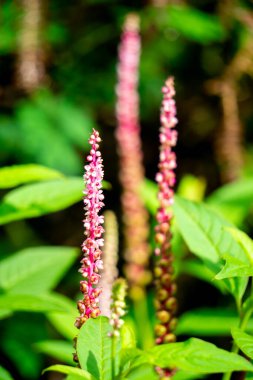 Phytolacca icosandra (düğme pokeweed, tropikal pokeweed, 20 stamen, bayam hutan). Belirtilmemiş tıbbi bozuklukları tedavi etmek için kullanılır. Zehir, ilaç ve yiyecek olarak..