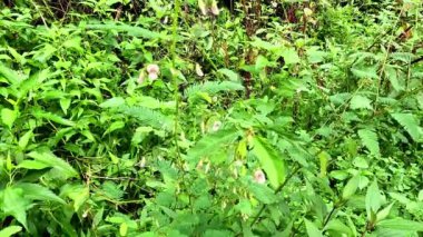 Aeschynomene americana (shyleaf, forage aeschynomene, American joint vetch, dikensiz mimoza). Dokunulduğunda hassas yapraklar katlanır.