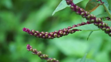 Phytolacca icosandra (düğme pokeweed, tropikal pokeweed, 20 stamen, bayam hutan). Belirtilmemiş tıbbi bozuklukları tedavi etmek için kullanılır. Zehir, ilaç ve yiyecek olarak..