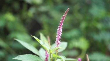 Phytolacca icosandra (düğme pokeweed, tropikal pokeweed, 20 stamen, bayam hutan). Belirtilmemiş tıbbi bozuklukları tedavi etmek için kullanılır. Zehir, ilaç ve yiyecek olarak..
