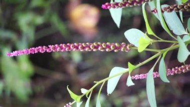 Phytolacca icosandra (düğme pokeweed, tropikal pokeweed, 20 stamen, bayam hutan). Belirtilmemiş tıbbi bozuklukları tedavi etmek için kullanılır. Zehir, ilaç ve yiyecek olarak..