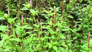 Phytolacca icosandra (düğme pokeweed, tropikal pokeweed, 20 stamen, bayam hutan). Belirtilmemiş tıbbi bozuklukları tedavi etmek için kullanılır. Zehir, ilaç ve yiyecek olarak..