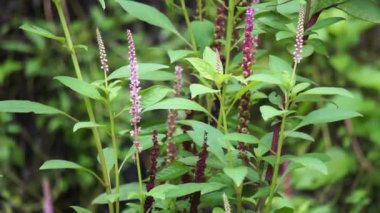 Phytolacca icosandra (düğme pokeweed, tropikal pokeweed, 20 stamen, bayam hutan). Belirtilmemiş tıbbi bozuklukları tedavi etmek için kullanılır. Zehir, ilaç ve yiyecek olarak..