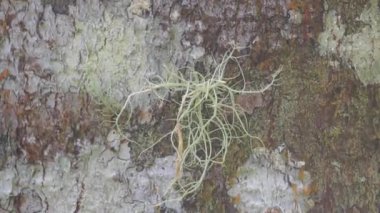 Usnea cornuta (yaşlı adamın sakalı, sakal yosunu, sakal yosunu, tahi angin, kayu angin, rasuk angin). Bazı usnea türleri deodorant, yiyecek olarak kullanılır ve yangın başlatıcı olarak kullanılabilir.
