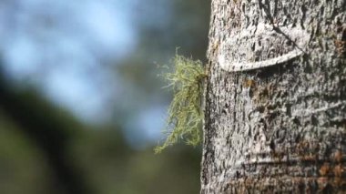 Usnea cornuta (yaşlı adamın sakalı, sakal yosunu, sakal yosunu, tahi angin, kayu angin, rasuk angin). Bazı usnea türleri deodorant, yiyecek olarak kullanılır ve yangın başlatıcı olarak kullanılabilir.