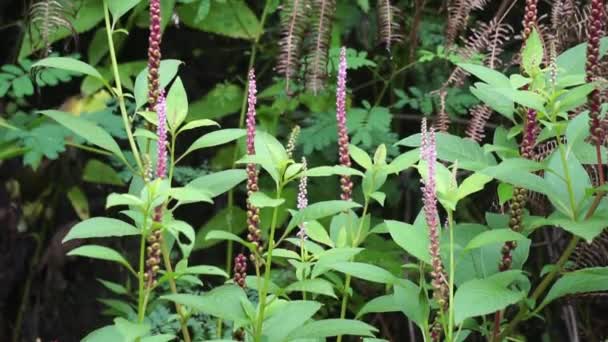 Phytolacca Icosandra Botón Pokeweed Pokeweed Tropical Veinte Estambres Bayam Hutan — Vídeos de Stock