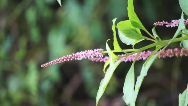 Phytolacca Icosandra Pokewed Κουμπί Τροπικό Pokewed Είκοσι Στήμονες Bayam Hutan — Αρχείο Βίντεο