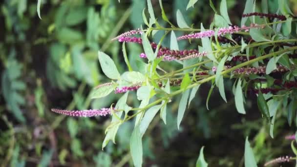 Phytolacca Icosandra Knoflík Pokeweed Tropické Pokeweed Dvacet Tyčinky Bayam Hutan — Stock video