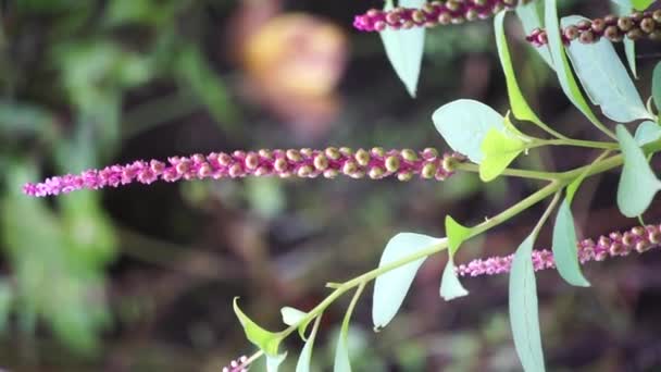 Phytolacca Icosandra Button Pokeweed Tropical Pokeweed Twenty Stamens Bayam Hutan — Stok Video