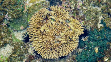 Brain coral is a common name given to various corals in the families Mussidae and Merulinidae, so called due to their generally spheroid shape and grooved surface which resembles a brain clipart