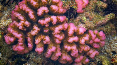 Beyin mercanı, Mussidae ve Merulinidae familyalarındaki çeşitli mercanlara verilen yaygın bir isimdir, bunlara genellikle yuvarlak şekilli ve yivli yüzey denir.