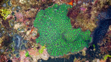 Brain coral is a common name given to various corals in the families Mussidae and Merulinidae, so called due to their generally spheroid shape and grooved surface which resembles a brain clipart