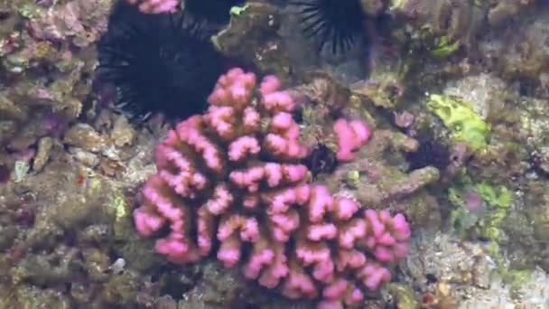 산호는 가족의 다양한 산호에 주어진 일반적인 이름입니다 Mussidae Merulinidae 그래서 — 비디오
