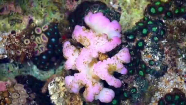 Мозговые Кораллы Является Распространенным Названием Различных Кораллов Семействах Mussidae Merulinidae — стоковое видео