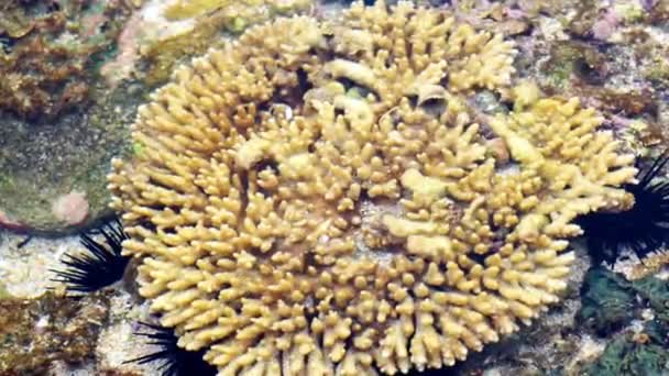 Coral Cerebral Nombre Común Dado Varios Corales Las Familias Mussidae — Vídeo de stock