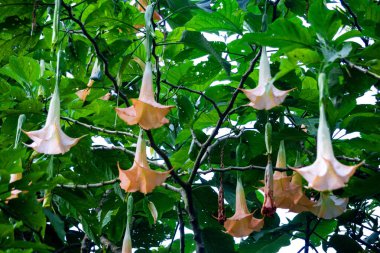 Brugmansia arborea (Brugmansia suaveolens) doğada bulunur. Brugmansia arborea, 7 metreye (23 feet) kadar uzanan bir ağaç türü. Bu bitki genellikle güvelerle tozlanır..