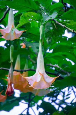 Brugmansia arborea (Brugmansia suaveolens) doğada bulunur. Brugmansia arborea, 7 metreye (23 feet) kadar uzanan bir ağaç türü. Bu bitki genellikle güvelerle tozlanır..