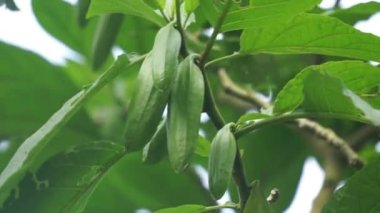 Brugmansia arborea (Brugmansia suaveolens) doğada bulunur. Brugmansia arborea, 7 metreye (23 feet) kadar uzanan bir ağaç türü. Bu bitki genellikle güvelerle tozlanır..