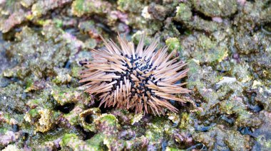 Deniz kestanesi (Landak laut, bulu babi). Yaklaşık 950 deniz kestanesi türü her okyanusun deniz tabanına dağıtılır.