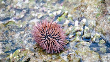 Deniz kestanesi (Landak laut, bulu babi). Yaklaşık 950 deniz kestanesi türü her okyanusun deniz tabanına dağıtılır.