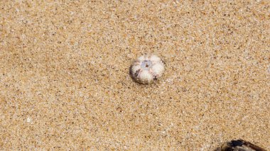 Deniz kestanesi (Landak laut, bulu babi). Yaklaşık 950 deniz kestanesi türü her okyanusun deniz tabanına dağıtılır.