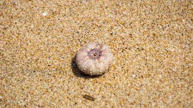 Deniz kestanesi (Landak laut, bulu babi). Yaklaşık 950 deniz kestanesi türü her okyanusun deniz tabanına dağıtılır.