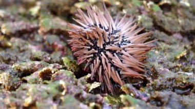Deniz kestanesi (Landak laut, bulu babi). Yaklaşık 950 deniz kestanesi türü her okyanusun deniz tabanına dağıtılır.