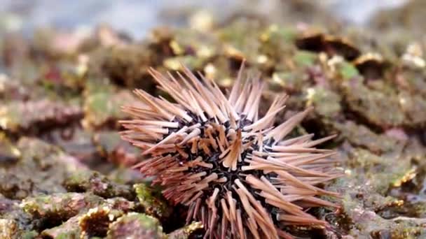 Riccio Mare Landak Laut Bulu Babi Circa 950 Specie Ricci — Video Stock