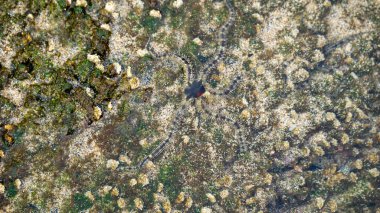 Ophiothrix fragilis (yaygın kırılgan yıldız, kıllı kırılgan yıldız, Asteria cuvieri, Ophiocoma minute). Bu hayvan menekşe, mor ya da kırmızıdan sarı renge son derece değişkendir.