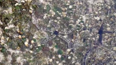 Ophiothrix fragilis (yaygın kırılgan yıldız, kıllı kırılgan yıldız, Asteria cuvieri, Ophiocoma minute). Bu hayvan menekşe, mor ya da kırmızıdan sarı renge son derece değişkendir.