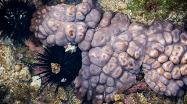 Didemnum carnulentum. Didemnum, Didemnidae familyasından bir kuş türü. Didemnid ailesindeki en özel cinstir.