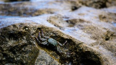Charybdis feriata (Rajungan karang, Haç yengeci, haç yüzme yengeci). Bu hayvan, Portunidae familyasından bir yengeç türüdür.